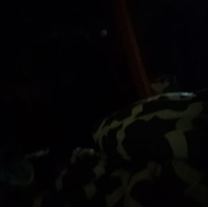 Meet your Posher, Nick